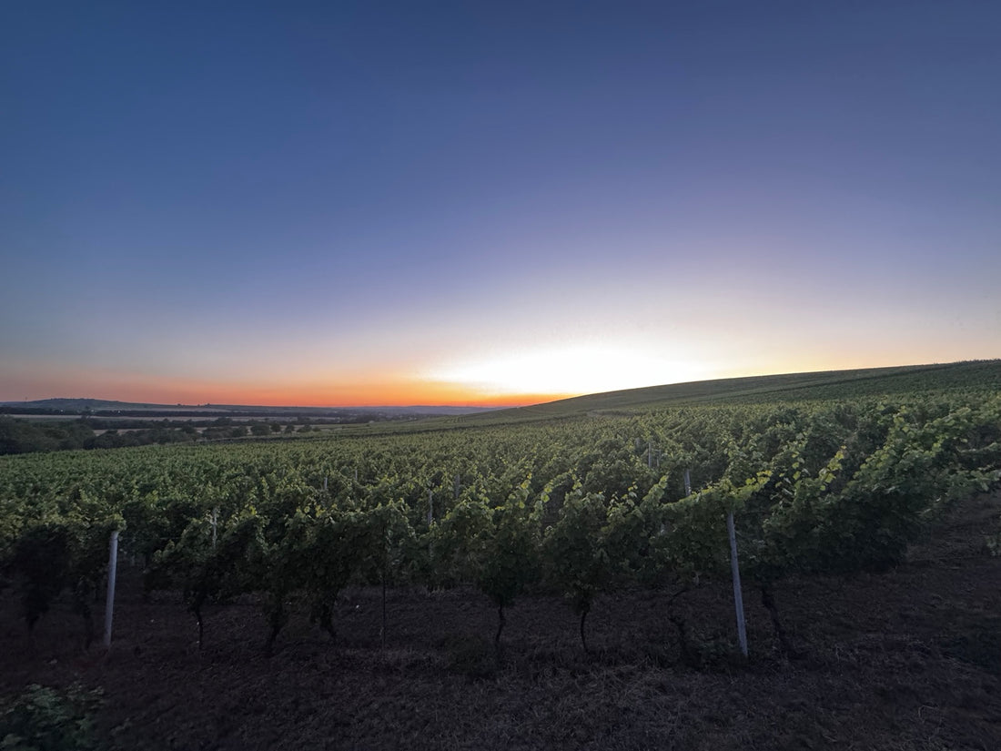 Sunset across vineyards during a European overland journey